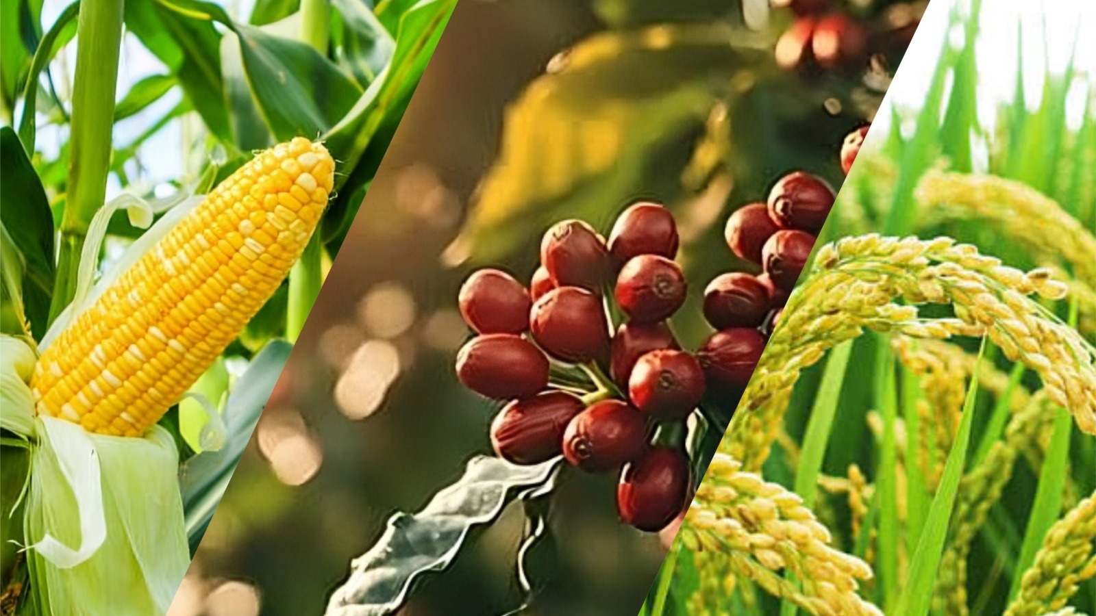 TMK Agro