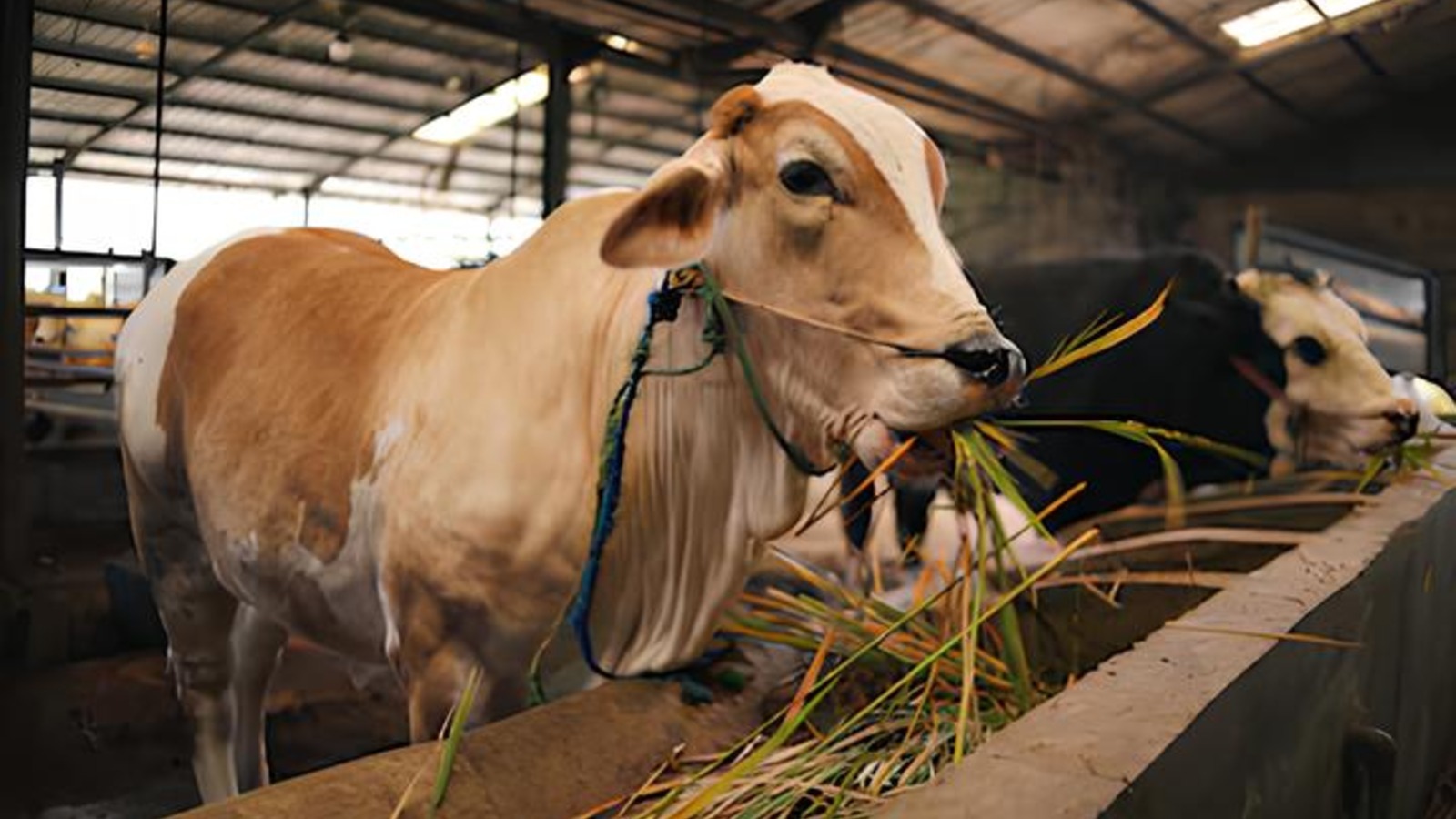 TMK Farm